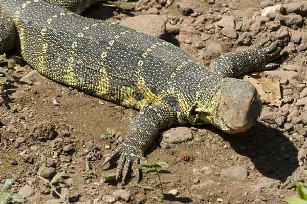 Salamandra - parque nacional lago Manyara - Tanzania 2.jpg
